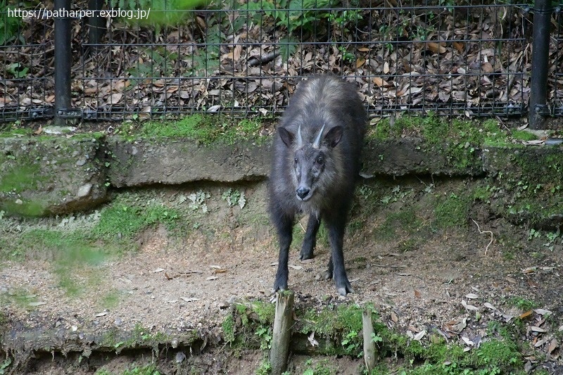 ２０２１年６月　神戸森林植物園　その１_a0052986_07462514.jpg