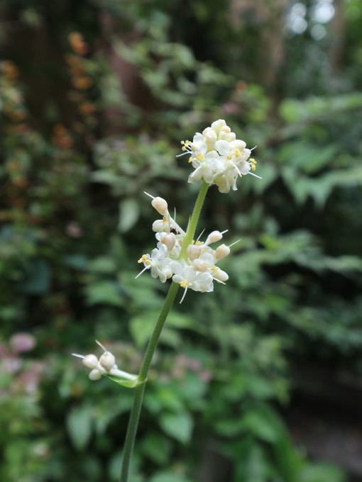 あけの秘密の花園