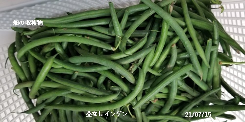 梅雨明け_c0051105_14345262.jpg