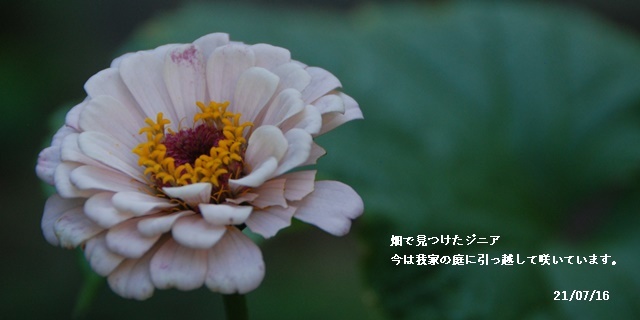 梅雨明け_c0051105_21013838.jpg
