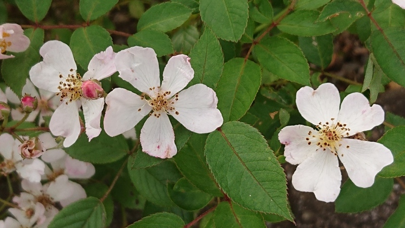 ニューサの二番花 My English Roses ニューサの二番花 My English Roses