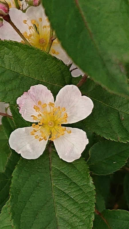 ニューサの二番花 My English Roses ニューサの二番花 My English Roses
