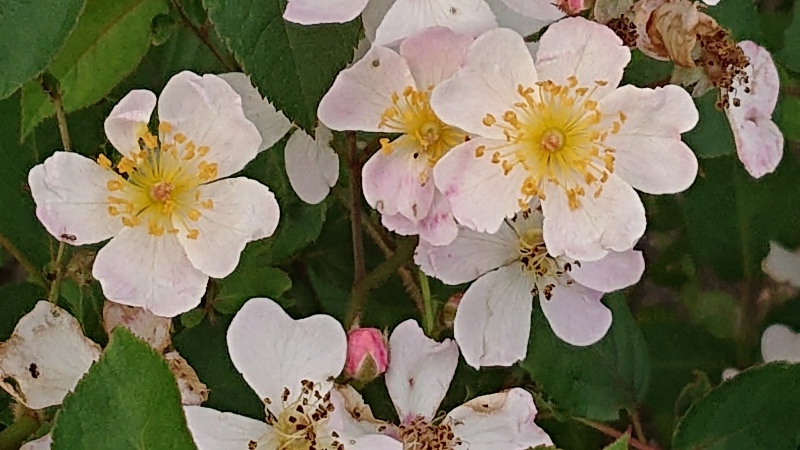 ニューサの二番花 My English Roses ニューサの二番花 My English Roses