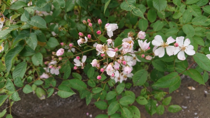 ニューサの二番花 My English Roses