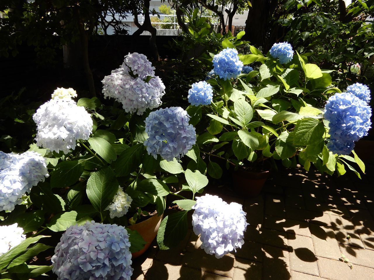 いきなり安定の真夏日_c0025115_21503831.jpg