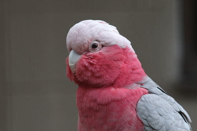 インコじゃないよオウムだよ～ゴシキセイガイインコとモモイロインコ（キャンベルタウン野鳥の森）_b0355317_20592979.jpg