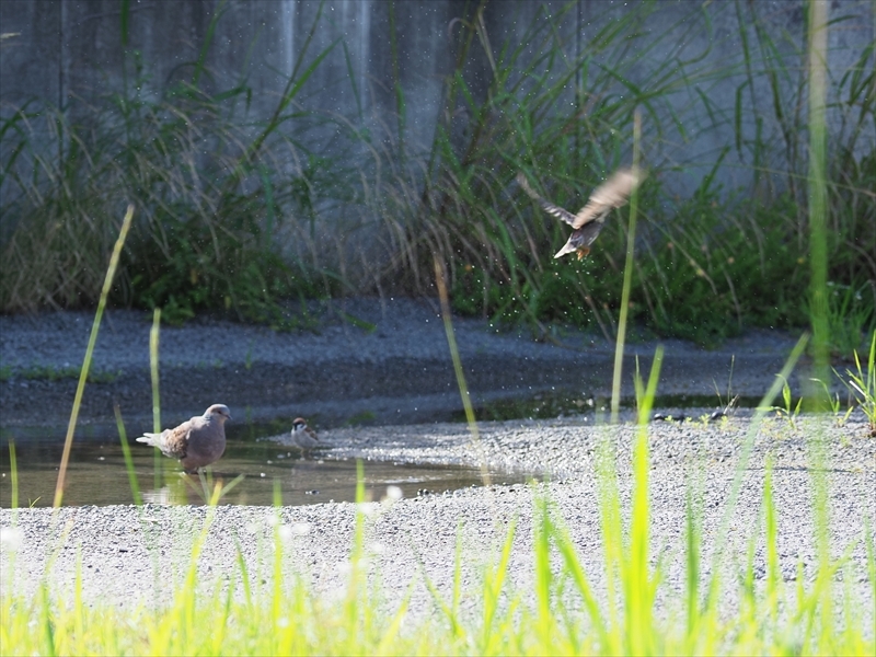 スズメの行水_d0052327_10120234.jpg