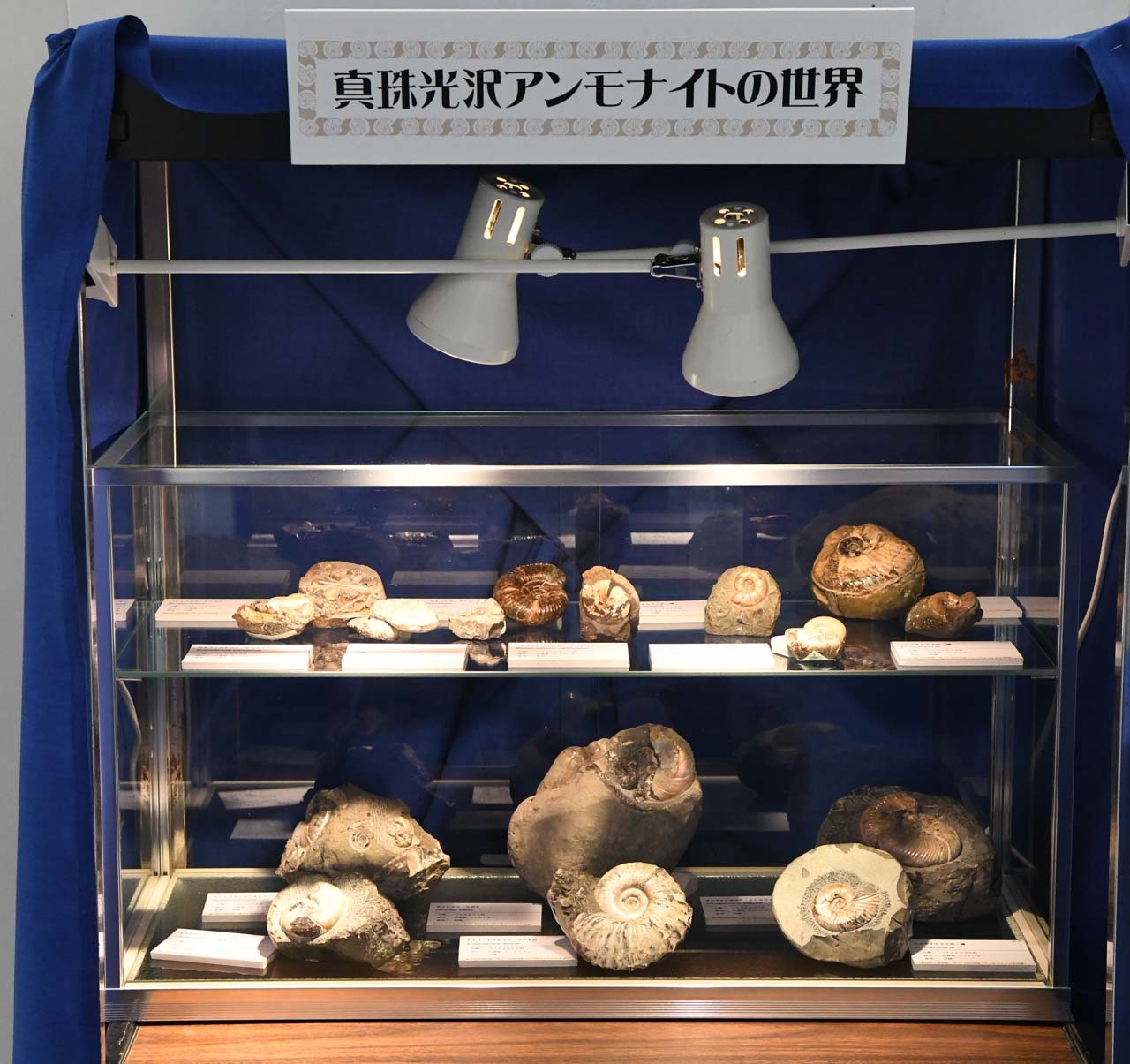 21年北のプー生活現地レポ(82)…化石編(24) : ふぉっしるもしてみ