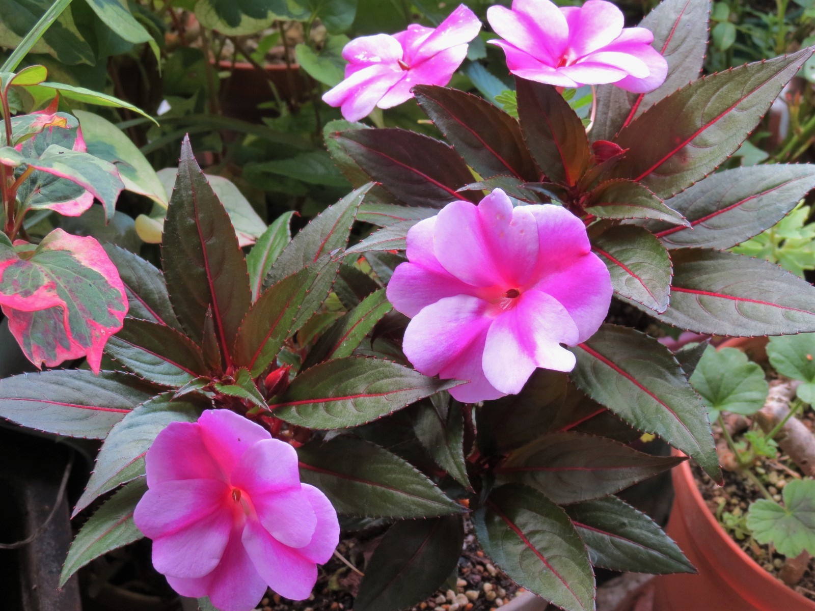 鮮やかなニューギニアインパチェンスの花 あるまじろの庭