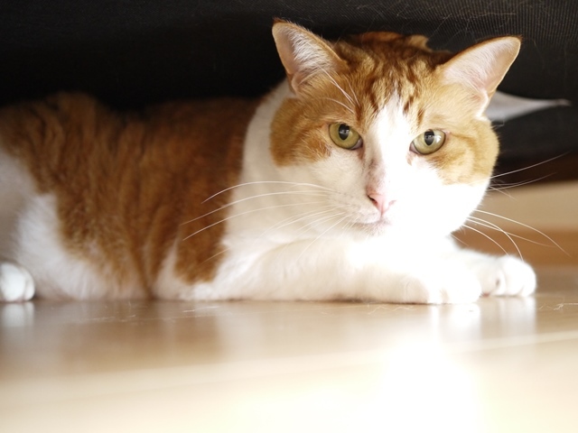 猫のお留守番 あずきくん編。_a0143140_22251817.jpg