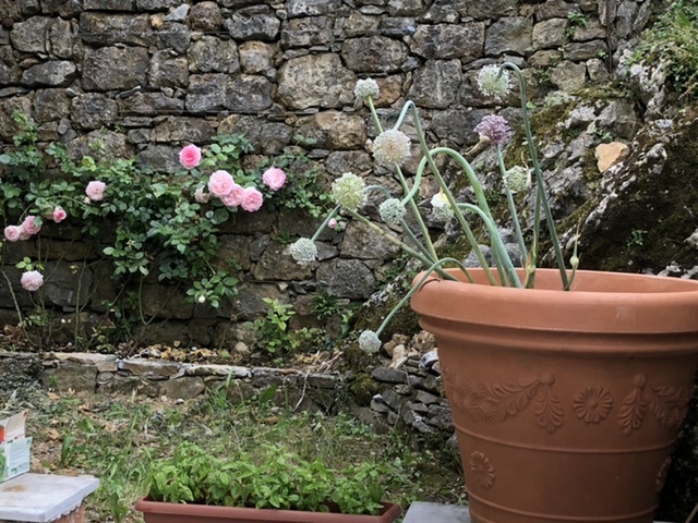 玉ねぎの花と薔薇 カッラーラ日記 大理石の山に見守られて 玉ねぎの花と薔薇 カッラーラ日記 大理石の山に見守られて