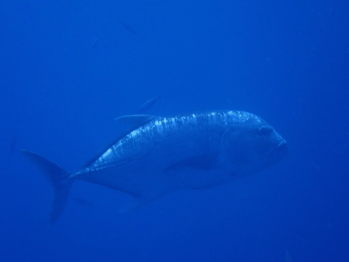 210716 今日も魚まみれ_a0335173_18015898.jpg