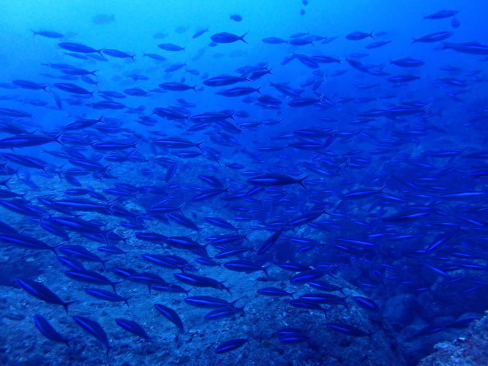 210716 今日も魚まみれ_a0335173_18015922.jpg