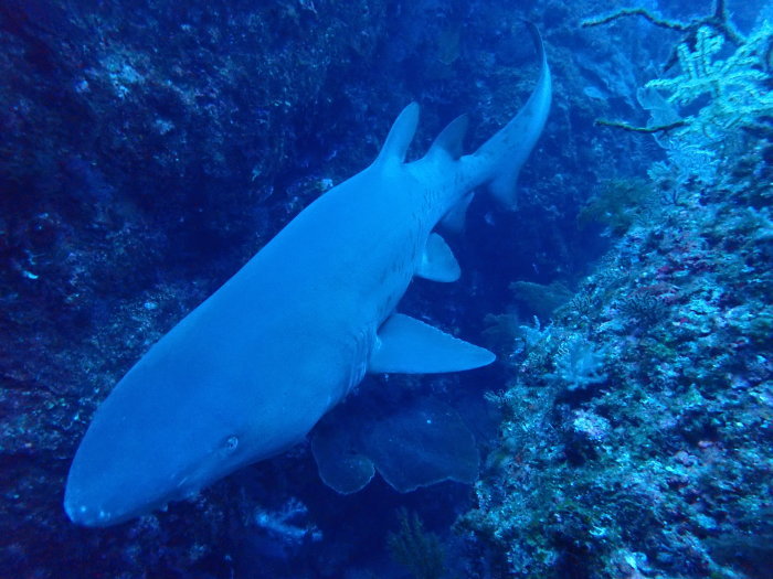 210716 今日も魚まみれ_a0335173_18111462.jpg