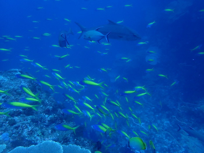 210716 今日も魚まみれ_a0335173_18230014.jpg