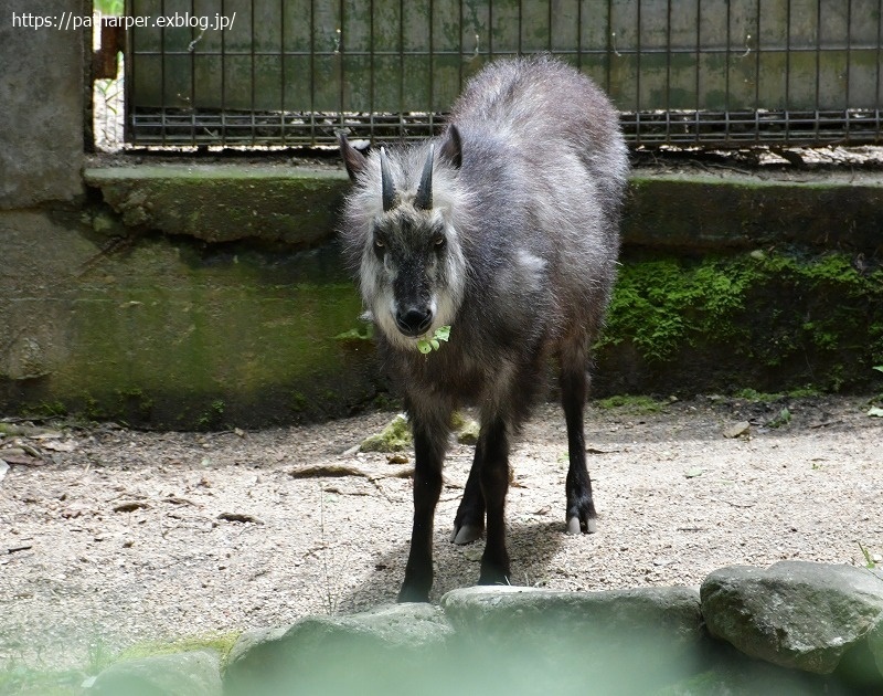 ２０２１年６月　神戸森林植物園　その２_a0052986_07311831.jpg