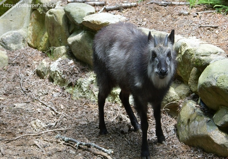 ２０２１年６月　神戸森林植物園　その２_a0052986_07322619.jpg