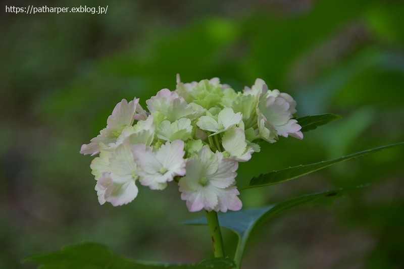 ２０２１年６月　神戸森林植物園　その２_a0052986_07390289.jpg