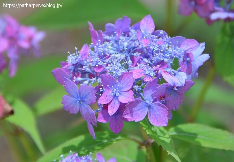 ２０２１年６月　神戸森林植物園　その２_a0052986_07395953.jpg