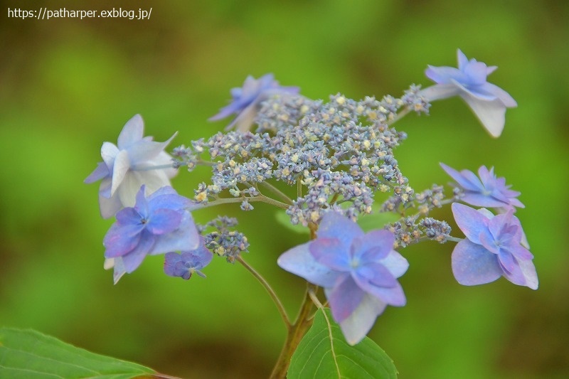 ２０２１年６月　神戸森林植物園　その２_a0052986_07401635.jpg