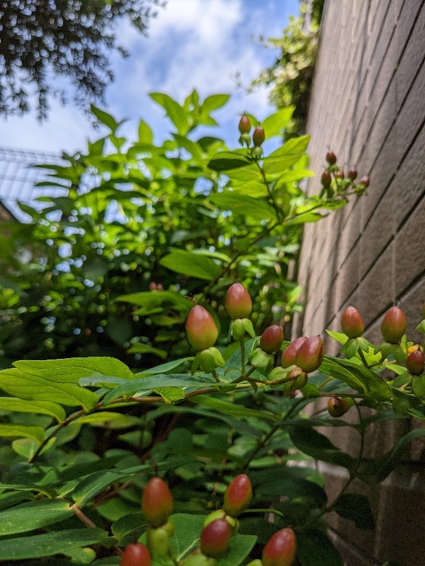 朝から庭木の剪定 ミモザの花芽 ヒペリカム おうち大好き 朝から庭木の剪定 ミモザの花芽 ヒペリカム おうち大好き