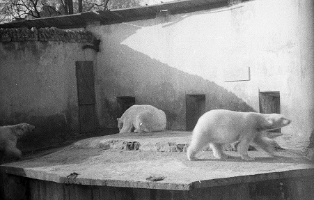 レニングラード動物園のホッキョクグマ飼育・繁殖の歴史 ～ 戦前