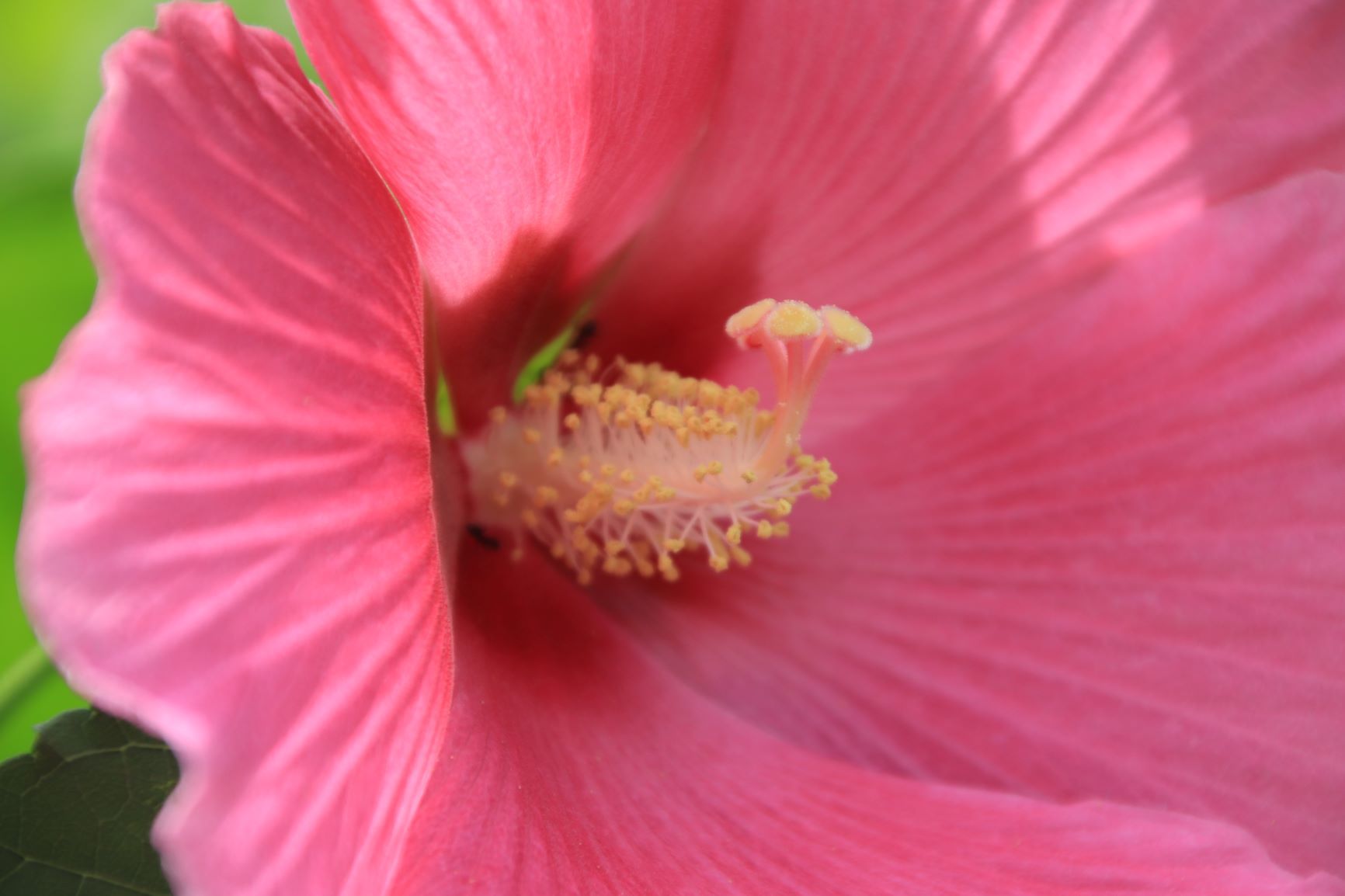 妙蓮寺　　芙蓉が咲いた_e0048413_17061128.jpg