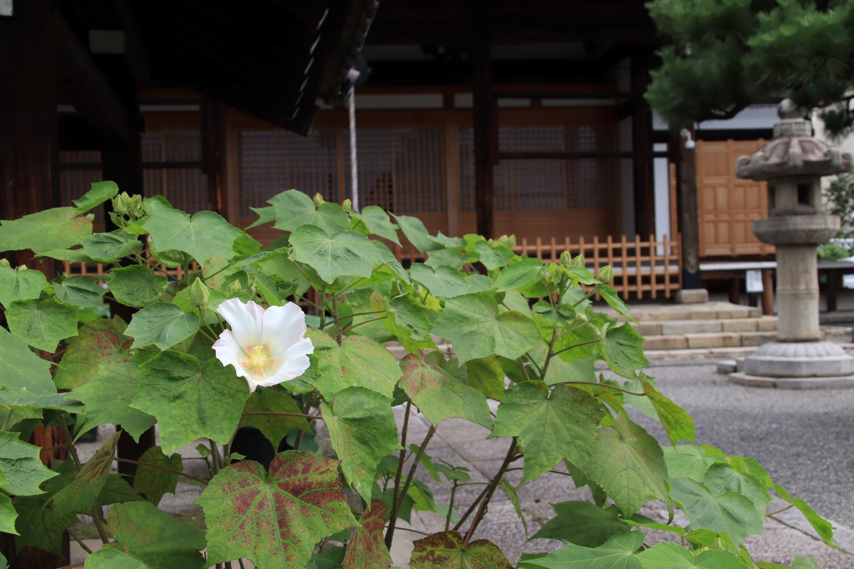 妙蓮寺　　芙蓉が咲いた_e0048413_17233731.jpg