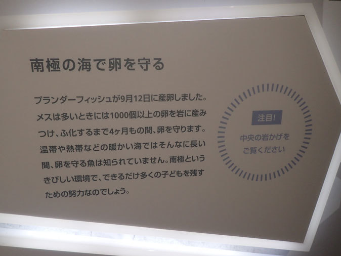 南極の海~卵を守るプランダーフィッシュ、深海の生物~漂うタチウオ(葛西臨海水族園)_b0355317_12532247.jpg
