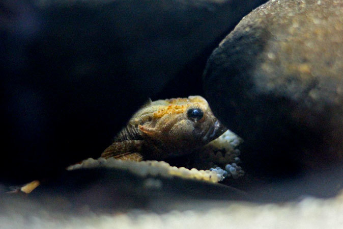 南極の海~卵を守るプランダーフィッシュ、深海の生物~漂うタチウオ(葛西臨海水族園)_b0355317_12555187.jpg