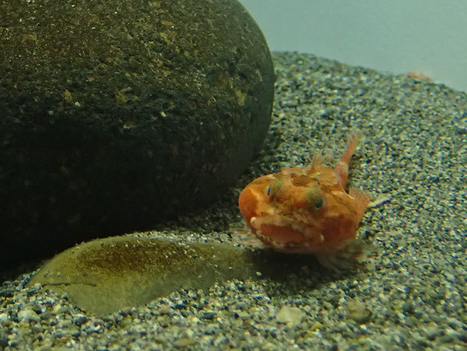 南極の海~卵を守るプランダーフィッシュ、深海の生物~漂うタチウオ(葛西臨海水族園)_b0355317_12575796.jpg