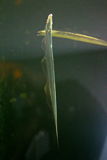南極の海~卵を守るプランダーフィッシュ、深海の生物~漂うタチウオ(葛西臨海水族園)_b0355317_13044614.jpg