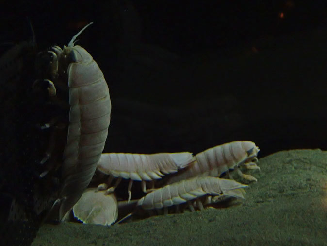 南極の海~卵を守るプランダーフィッシュ、深海の生物~漂うタチウオ(葛西臨海水族園)_b0355317_13060222.jpg