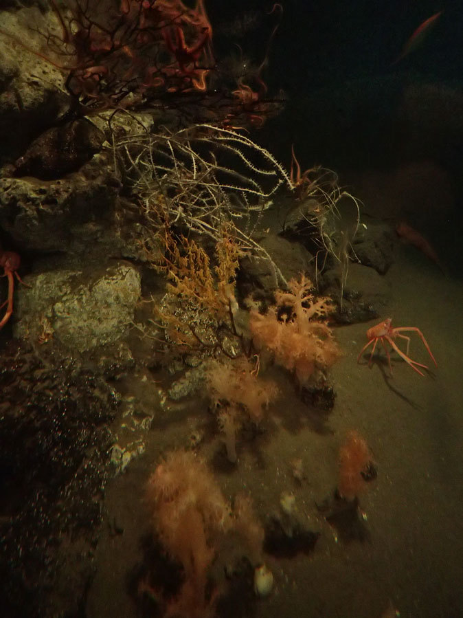 南極の海~卵を守るプランダーフィッシュ、深海の生物~漂うタチウオ(葛西臨海水族園)_b0355317_13075316.jpg