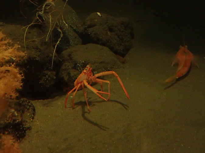 南極の海~卵を守るプランダーフィッシュ、深海の生物~漂うタチウオ(葛西臨海水族園)_b0355317_13095633.jpg