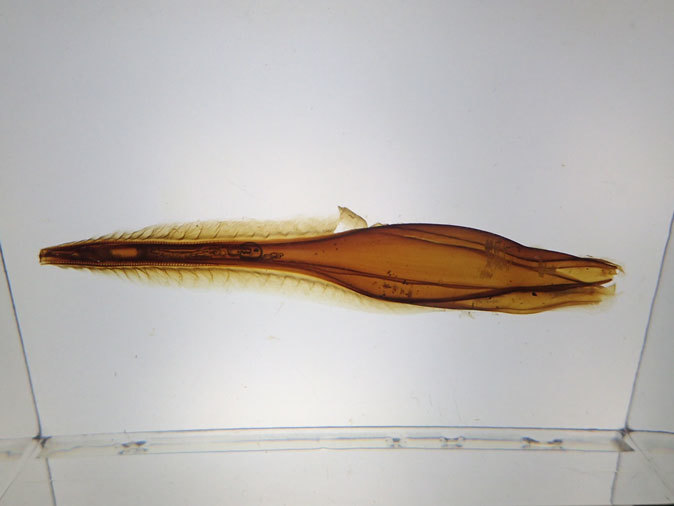 南極の海~卵を守るプランダーフィッシュ、深海の生物~漂うタチウオ(葛西臨海水族園)_b0355317_13125759.jpg