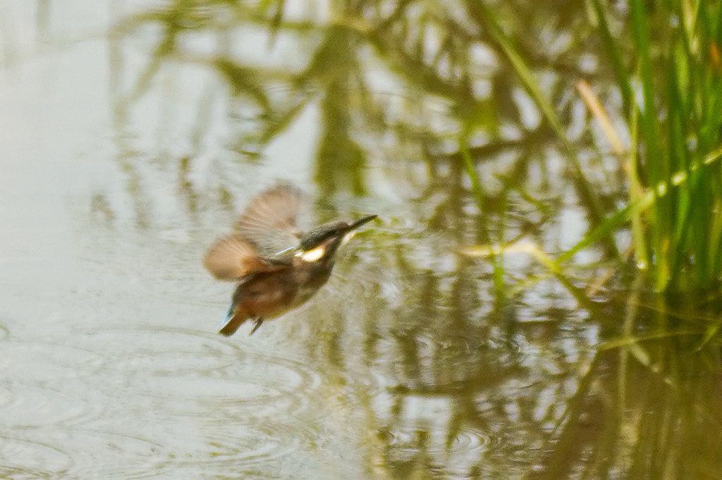 カワセミ、二番子幼鳥の水浴び風景連写画像_e0293921_16513102.jpg