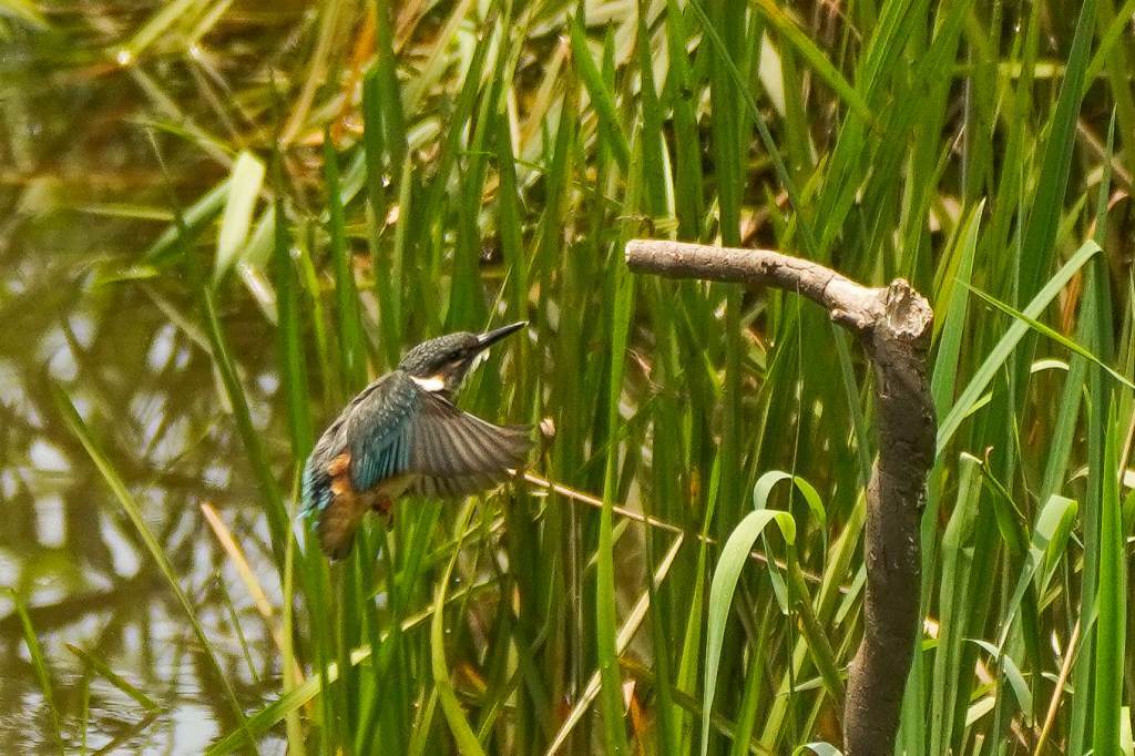 カワセミ、二番子幼鳥の水浴び風景連写画像_e0293921_16513979.jpg