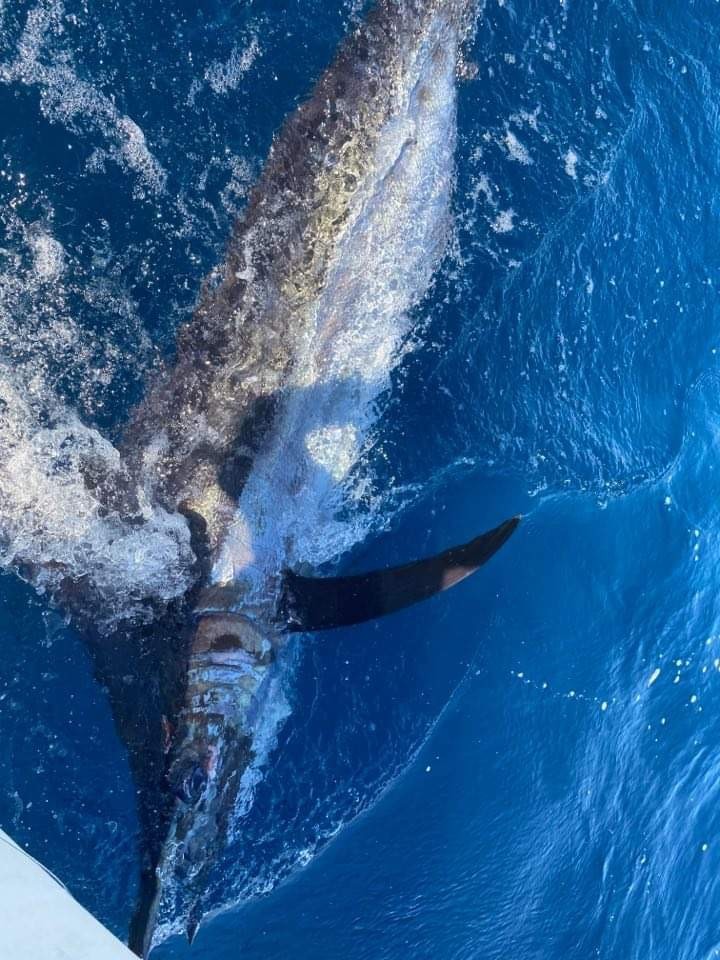 東京湾富浦のR艇さんカジキリリース成功_f0009039_15144279.jpeg