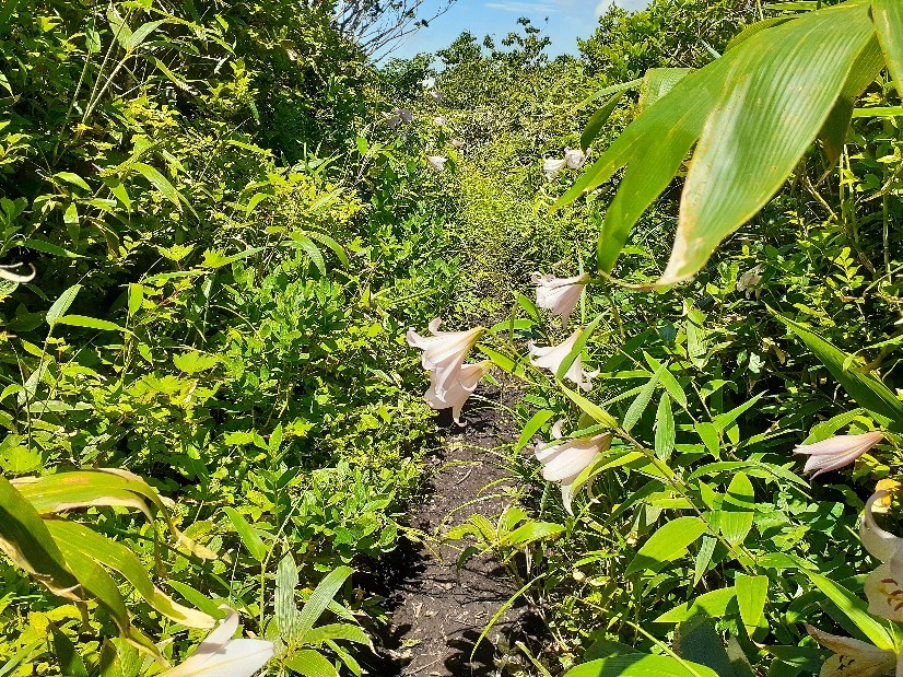 大パノラマの大長山(1,671m)_a0382352_21135302.jpg