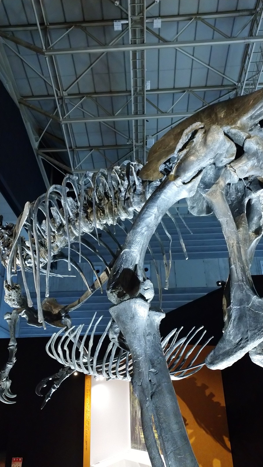 トリケラトプス「レイン」のほぼ完全な全身骨格化石をDinoScience 恐竜科学博 ～ララミディア大陸の恐竜物語～@パシフィコ横浜でみた！_c0002171_23382389.jpg