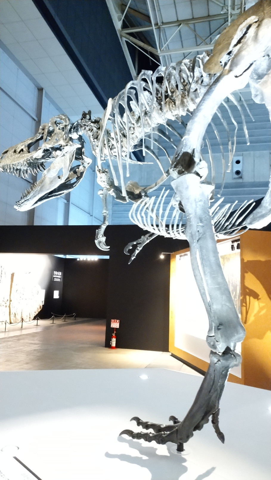 トリケラトプス「レイン」のほぼ完全な全身骨格化石をDinoScience 恐竜科学博 ～ララミディア大陸の恐竜物語～@パシフィコ横浜でみた！_c0002171_23384492.jpg