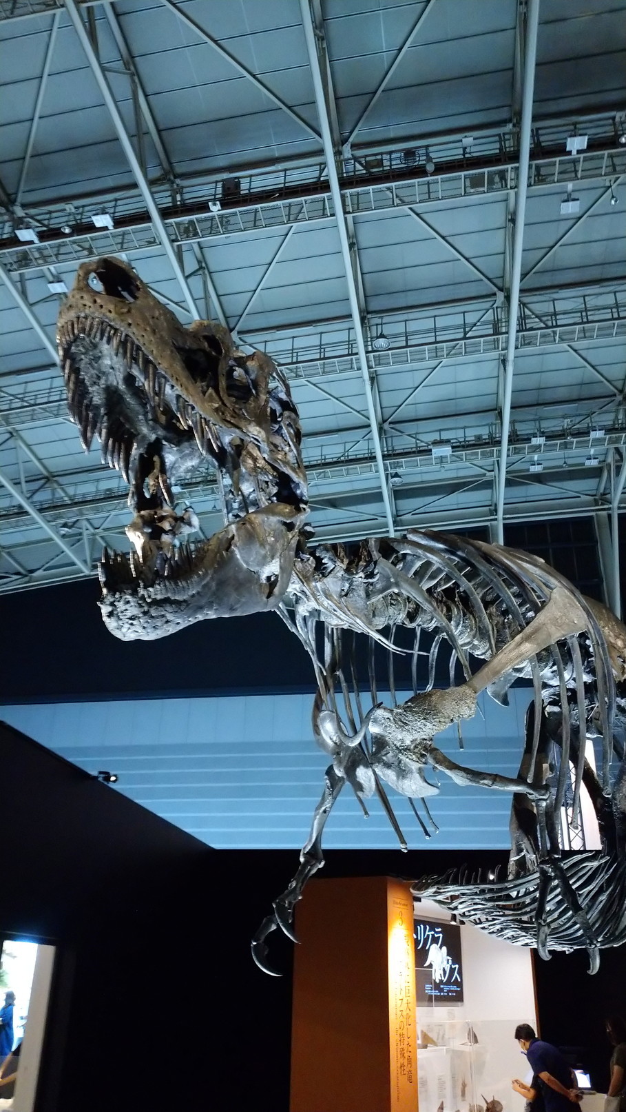 トリケラトプス「レイン」のほぼ完全な全身骨格化石をDinoScience 恐竜科学博 ～ララミディア大陸の恐竜物語～@パシフィコ横浜でみた！_c0002171_23385888.jpg