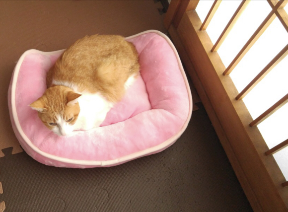 コロナウイルスとそら吉_b0019674_18444973.jpeg