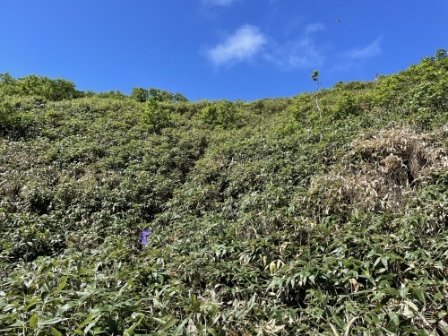 漁岳に沢登り→支笏湖SUP 水遊び大満喫な1日_d0198793_16215408.jpeg
