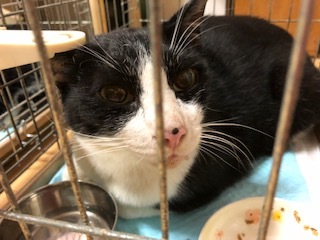 青梅にゃんにゃん サークル Wish