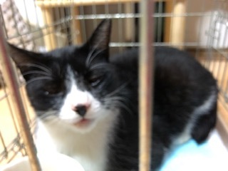 青梅にゃんにゃん サークル Wish