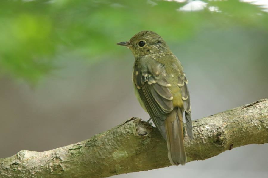 キムネビタキ風！？キビタキ幼鳥_e0405724_13230695.jpg