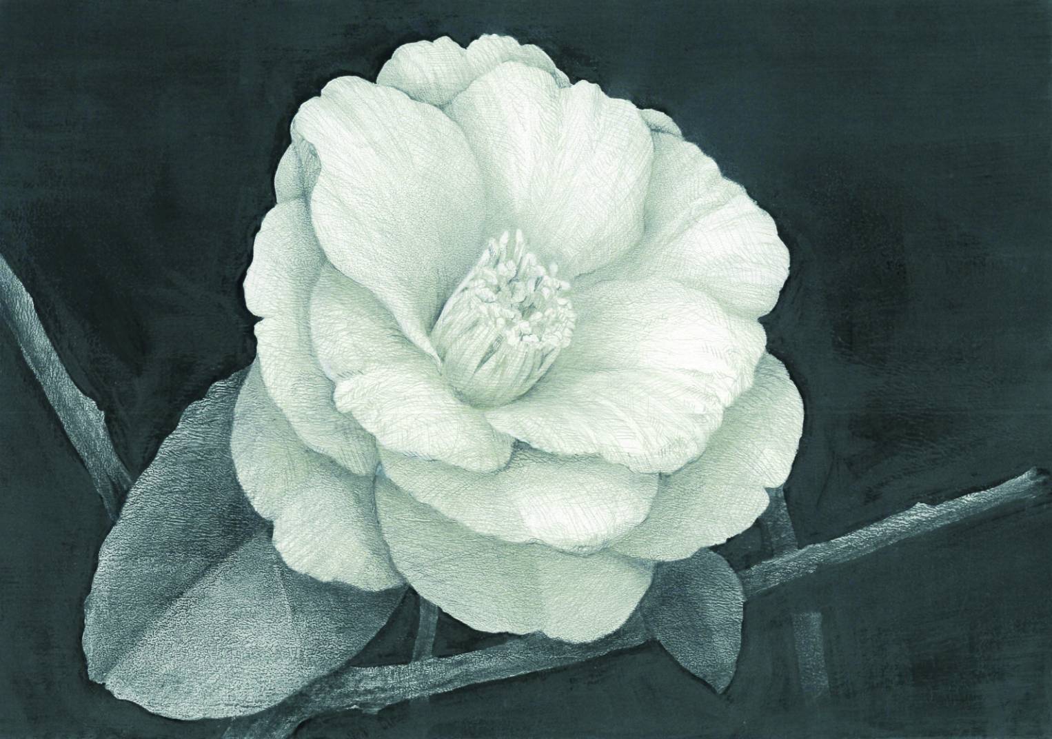 牧野光一日本画展　Camellia_f0222045_11152329.jpg