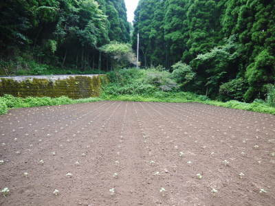 熊も県菊池水源産の無農薬栽培の『えごま油』数量限定で販売中!令和3年度の栽培の様子も紹介!_a0254656_18280543.jpg